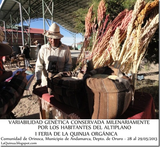 Plantas de Quinua-I Feria de la Quinua Orgánica -  Orinoca, Municipio de Andamarca de la Pcia. Sud Carangas del Depto. de Oruro, Bolivia - Laquinua.blogspot.com