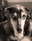 Zelda - my aging beauty- RIP Zelda - my aging beauty- RIP