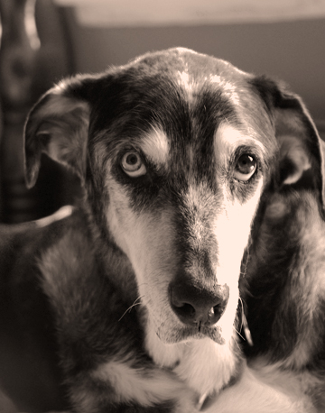 Zelda - my aging beauty- RIP Zelda - my aging beauty- RIP
