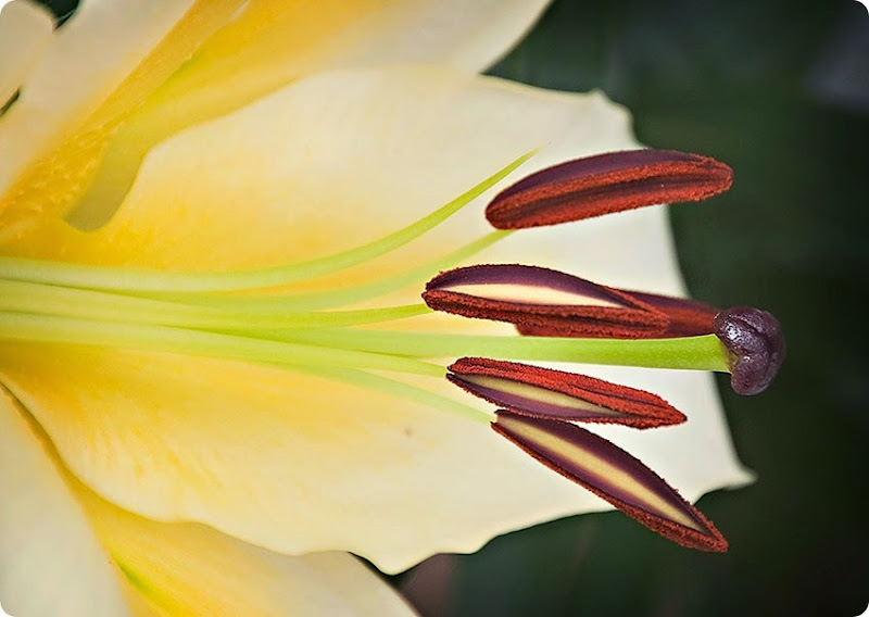 Lily-(1) Lily-(1)