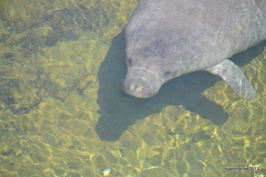 manatee in the clear water