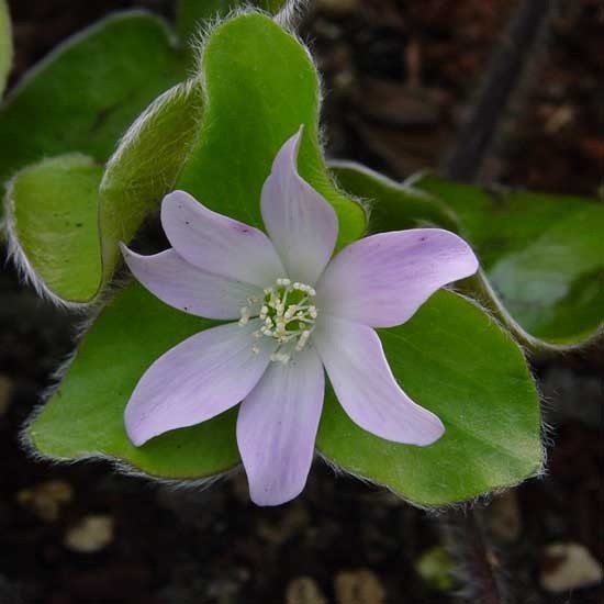[hepatica-maxima-rosea%255B2%255D.jpg]