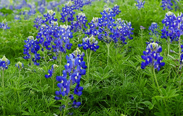 [bluebonnets%255B6%255D.jpg]