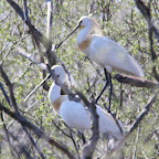 IMG_0913.JPG