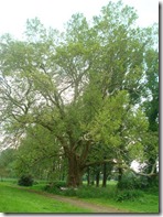 plataan_300j plataan_300j