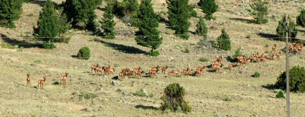 manada, ciervos, Yellowstone, Wyoming, eeuu