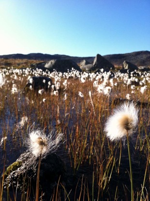 Bog flora