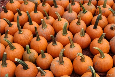 Burts Farm, pumpkin patch, Dawsonville, GA