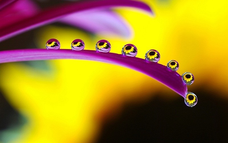 [droplets-of-water-on-a-flower-macro-799x500%255B5%255D.jpg]