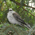 Grey.jay.dscn2595