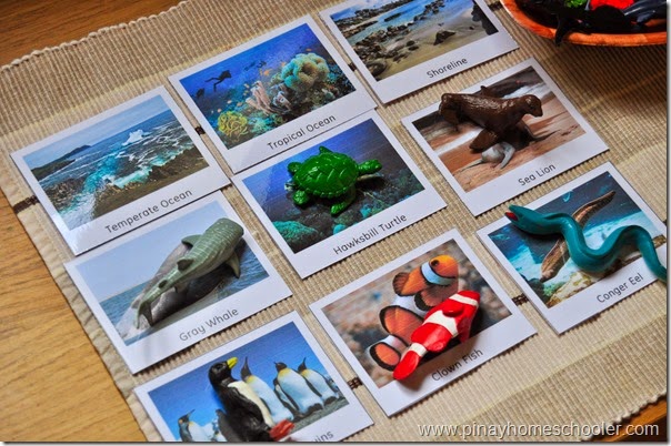 Animals in the Marine Ecosystem (FREE Cards)