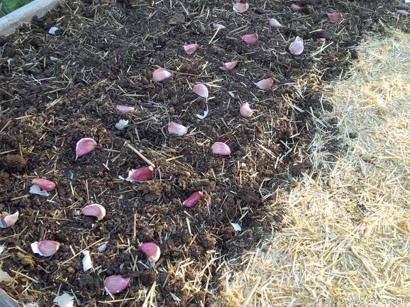 [Planting_garlic_2013%255B3%255D.jpg]