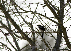 Loggerhead Shrike Waller TX