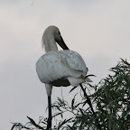 IMG_6744.JPG