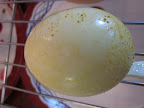 Tumeric needs time to develop color, as this pale yellow egg proves.  We only had 25 minutes in studio, but you could soak an hour at home.