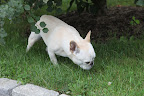 Francesca, I've been noticing a lot of strange holes in the grass and I'm trying to track the animal that's making them!