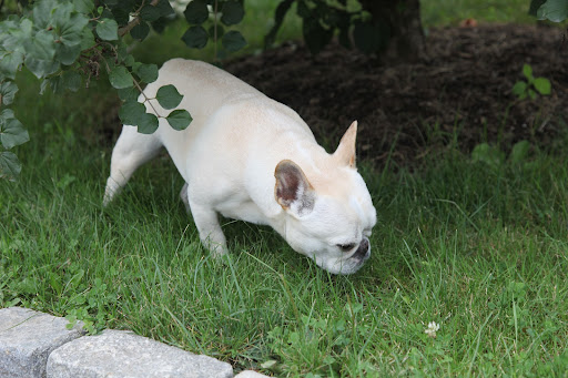 Francesca, I've been noticing a lot of strange holes in the grass and I'm trying to track the animal that's making them!