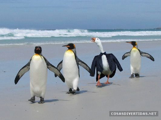 [COSASDIVERTIDAScamuflajeanimal12.jpg]