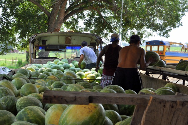 [watermelons%252011%25200705%2520%252855%2529%255B4%255D.jpg]