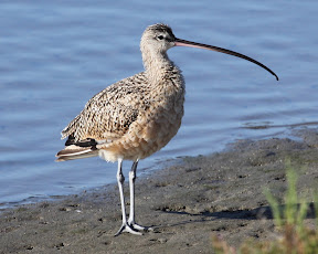 And another awesome Long-billed Curlew