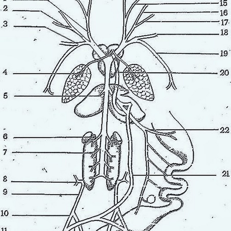 Biozoom Venous System Frog Venous System Of Fish Comparative Anatomy
