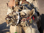 Village bédouin dans le désert prés de Hurghada