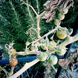 no ripe ones left