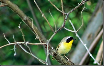 Common Yellowthroat Common Yellowthroat