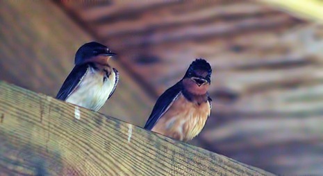 Barn swallow laughing