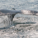 Humpback whale