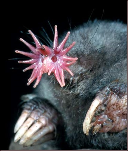 Amazing Animal Pictures Star Nosed Mole (5)