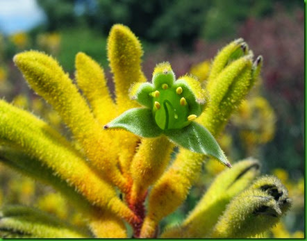 Anigozanthos flavidus Anigozanthos flavidus