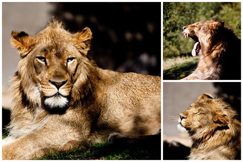 [Phoenix%2520Zoo%255B9%255D.jpg]