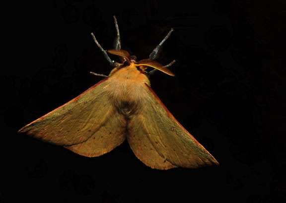 Geometridae d'Australie orientale (N.S.W.) - Probablement : Geometridae : Ennominae : Nacophorini : Fisera halurga TURNER, 1919. Umina Beach (NSW, Australie), 21 octobre 2011. Photo : Barbara Kedzierski