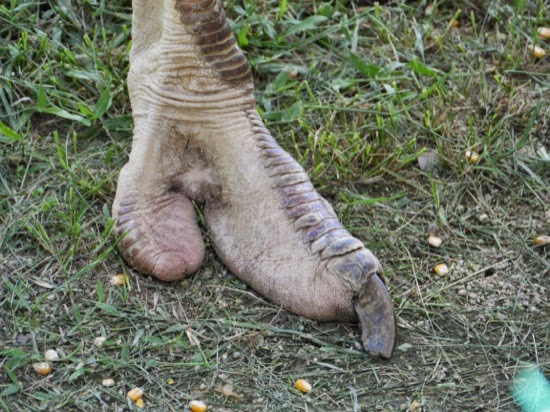 P1130996.jpg UK Farms - Big feet!