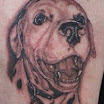 Dalmation