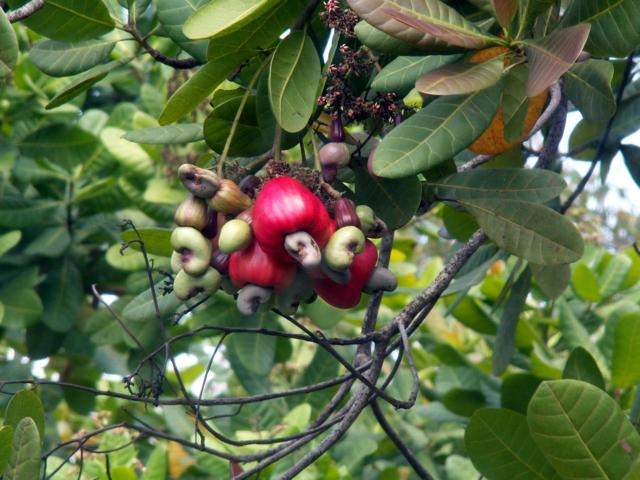 [cashewnews_029%255B2%255D.jpg]