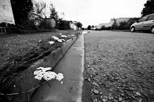 Roadside-Flowers-3