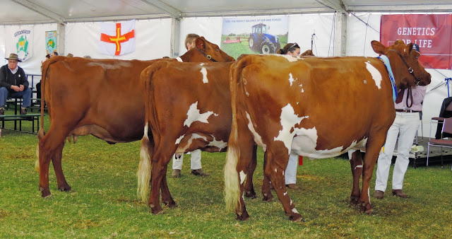 Cow 3 years and over, dry. IL & JA Mueller, Glenbrook Belle 42..jpg