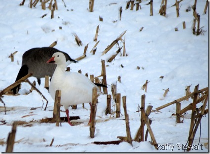 Canada Goose and Snow Goose