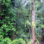 The Lush Rainforest of Mossman Gorge - Oak Beach, Australia