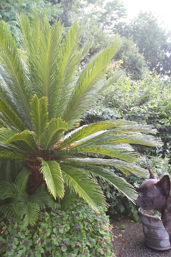 And this cycad is stunning.