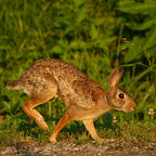 Rabbits