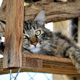 gatti