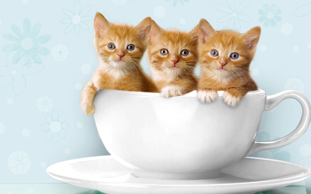 [Cute-Kittens-kittens-16123995-1280-800%255B3%255D.jpg]