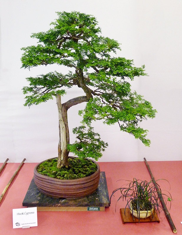 [111023_CapitalCityBonsaiShow_Hinoki-cypress3%255B1%255D.jpg]