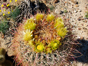 Blooming Barrel Cactus near Canyon Sin Nombre