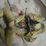 dissect13_male_labeled.jpg