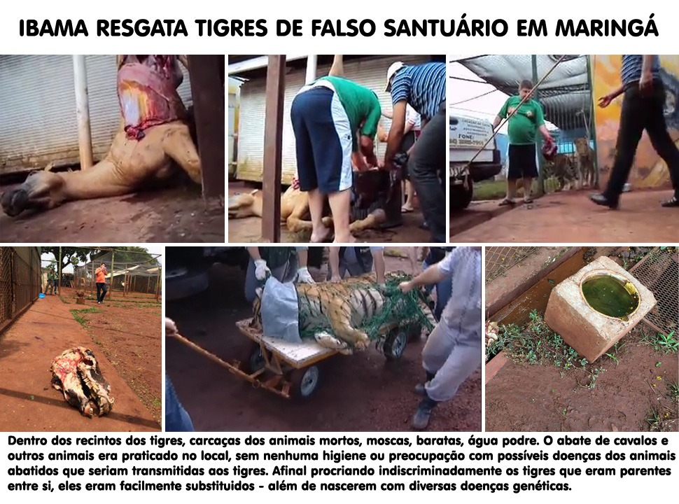 [ibama-tigres-maringa2%255B2%255D.jpg]