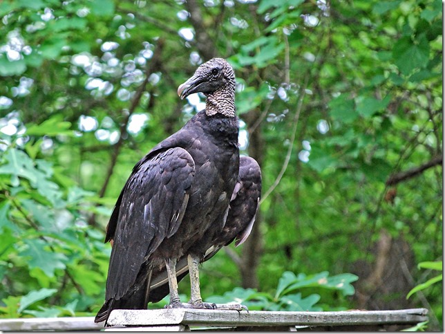 Black Vulture